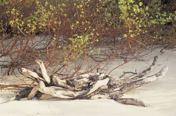 Driftwood and mangrove leaves (photo)  von 