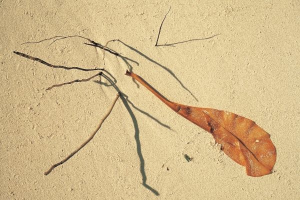 Dry leaf and coconut roots of a dead tree (photo)  von 