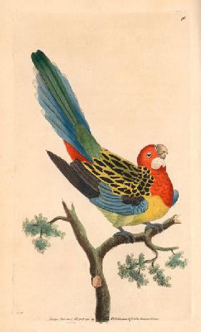 Eastern rosella, Platycercus eximius.