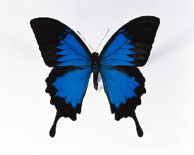 Edelfalter (Papilionidae) Papilio Ulysses