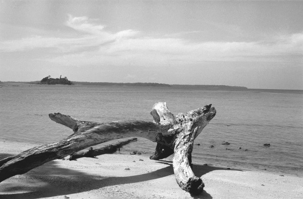 Form of tree trunk at beach (b/w photo)  von 