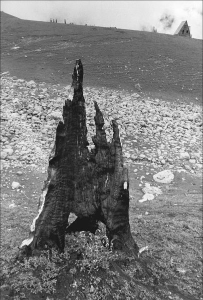 Form of tree trunk (b/w photo)  von 