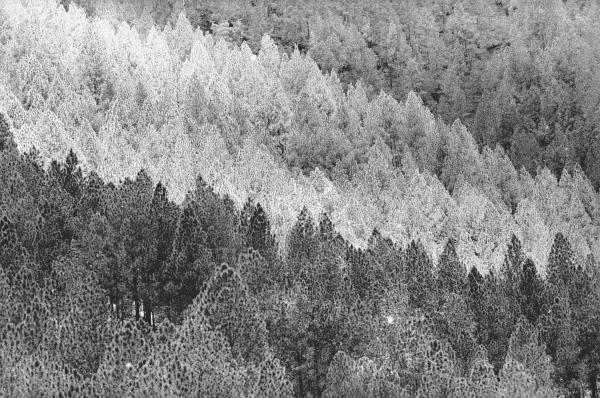 Form of trees (b/w photo)  von 