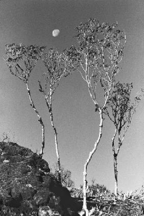 Form of trees (b/w photo) 