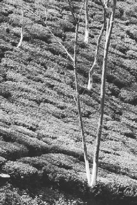 Form of trees in tea garden (b/w photo) 