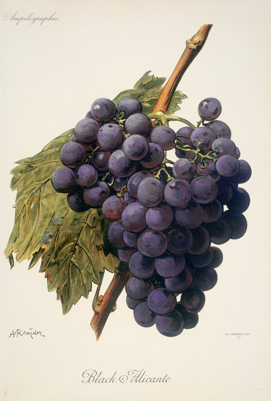 Grapes: Black Alicante von 