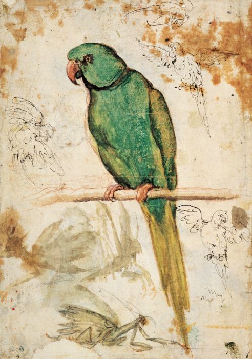 Grüner Papagei und Skizzen von Papageien und Gottesanbeteri von 