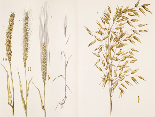 Grain / Col.Lithograph / 1891 von 