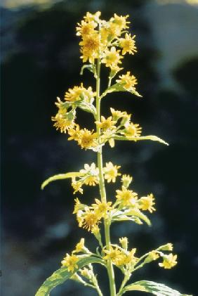 Golden Rod or Woundwort (Solidago virgo-aurea) (photo) 