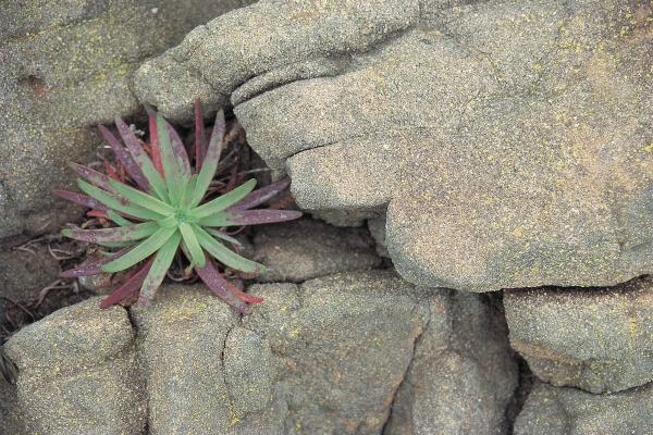 Hand Like Rock formation Sheltering wild succulent (photo)  von 