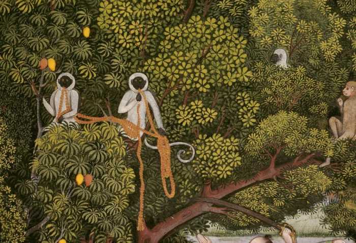 Hanuman-Languren im Geäst eines Mangobaumes.Ausschnitt aus einer Miniatur mit Darstellung einer Jagd von 