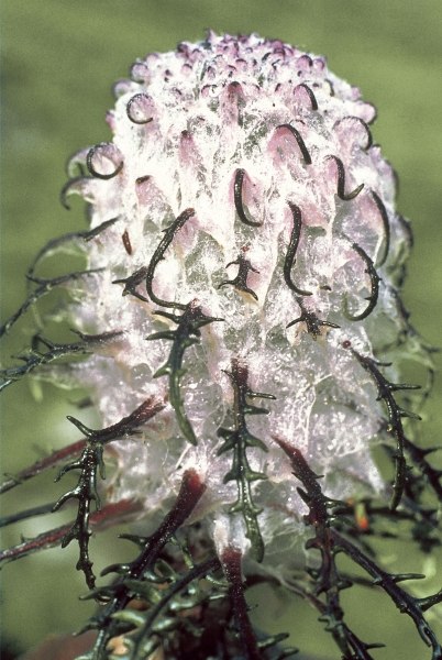 Heem Kamal Cottony Saussurea (Saussurea gossypiphora) (photo)  von 