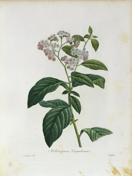 Heliotropium Corymbosum / Redouté von 