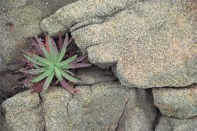 Hand Like Rock formation Sheltering wild succulent (photo) 
