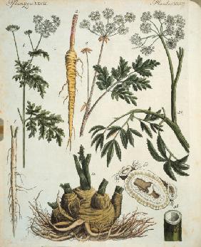 Hemlock / from: Bertuch 1796