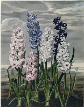 Hyacinths / Aquatint / c.1820
