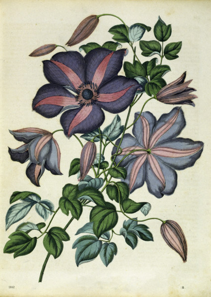 Italian Leather Flower / Lithograph von 