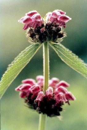 Jerusalem Sage (Phlomis bracteosa) (photo) 