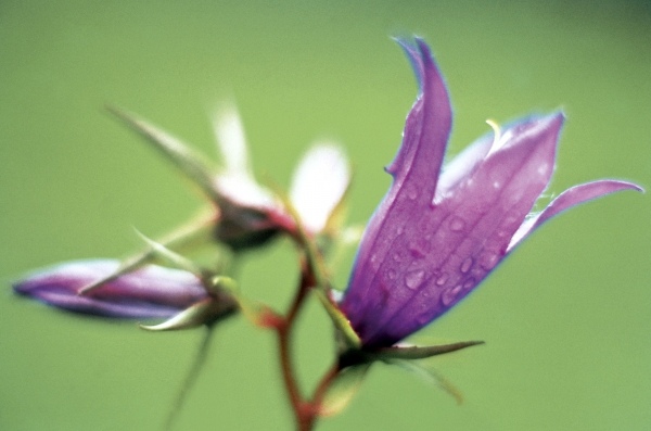 Large Bell Flower (Campanula latifolia) (photo)  von 