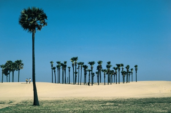 Most beautiful palm groves (photo)  von 