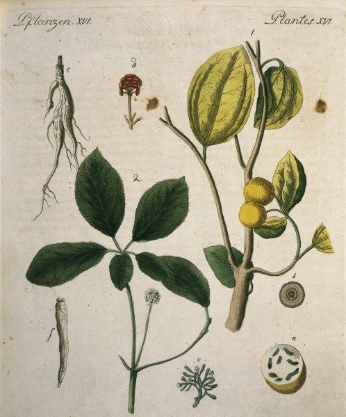 Nux Vomica and Ginseng / Bertuch 1792 von 