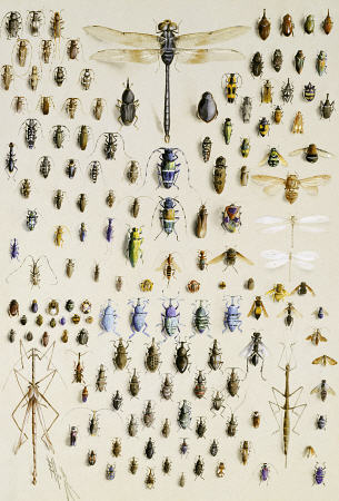 One Hundred And Fifty Insects, Dominated At The Top By A Large Dragonfly von 