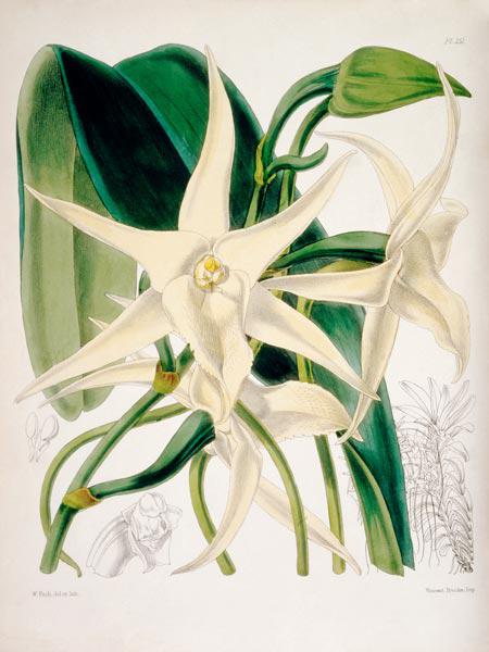 Orchid / W. H. Fitch, 1876