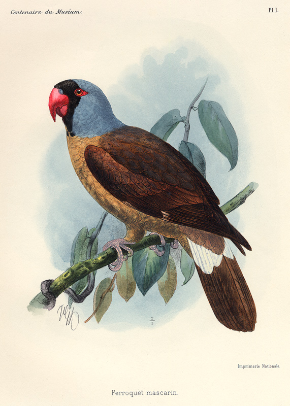 Perroquet mascarin. (Réunion-Sittich – Mascarinus mascarinus). von 