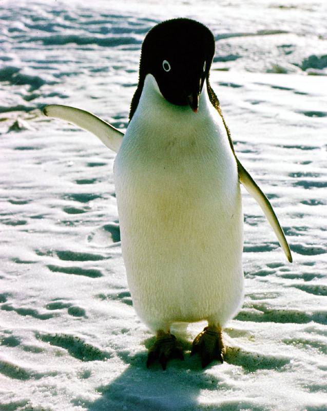 penguin on the ice floe von 