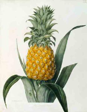 Pineapple / Lithograph after Hooker