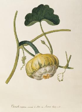 Pumpkin, Règne Végétal / Gouache