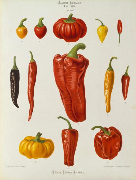 Pepper, Album Benary / Colour lithograph