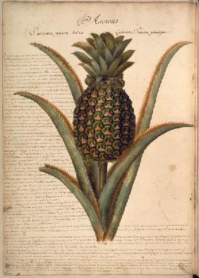 Pineapple / Plumier / Drawing / 1688