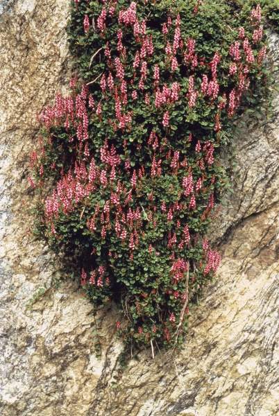 Rose Carpet Knotweed (Bistorta vaccinifolia Polygonum vaccinifolium) (photo)  von 