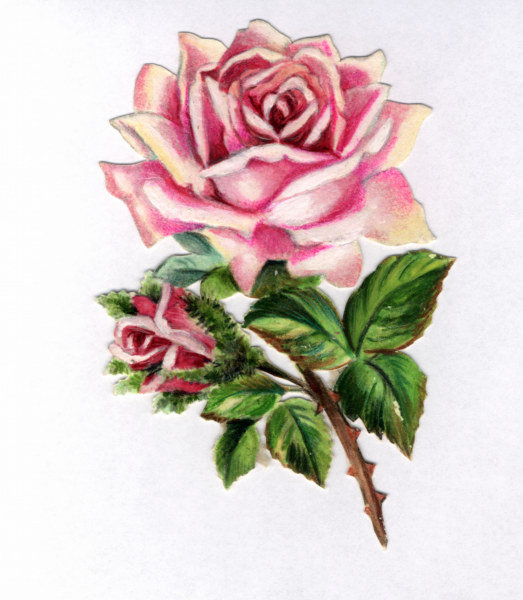 Rose sticker / 20th century von 