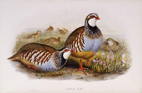 Red Legged Partridges (Caccabis Rubra)