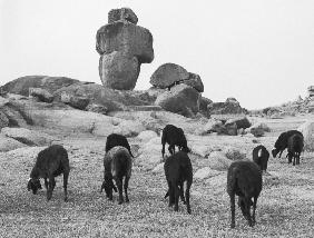 Rocks and sheep grazing (b/w photo) 