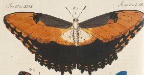 Schöne ausländische Schmetterlinge. Die Hekuba (Papilio Hecuba)