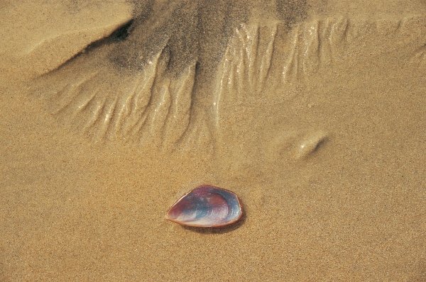 Seashell and sand pattern (photo)  von 