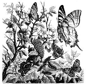 Segelfalter, Papilio podalirius