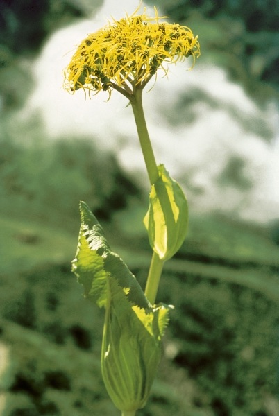 Sheathing Groundsel (Ligularia ampexicaulis) (photo)  von 