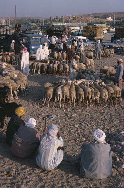 Sheeps market (photo)  von 