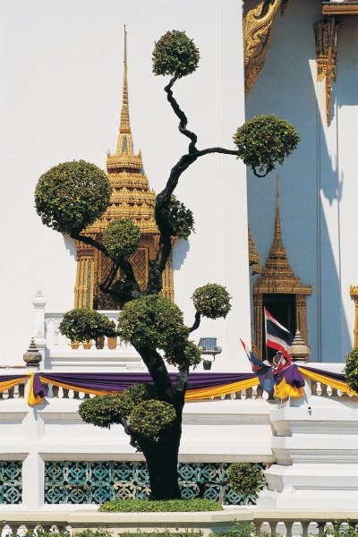 Small tree at Buddha temple (photo)  von 