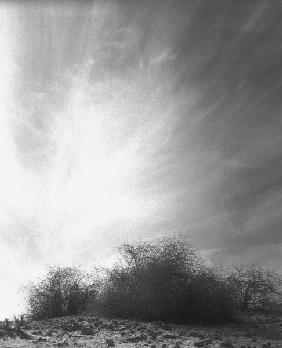 Shrubs climbing to earth (b/w photo) 