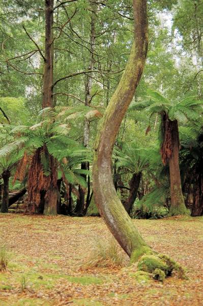 Tree ferns, Mt Field National Park (photo)  von 