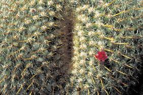 Very unusual cactus formation with red flowers (photo) 