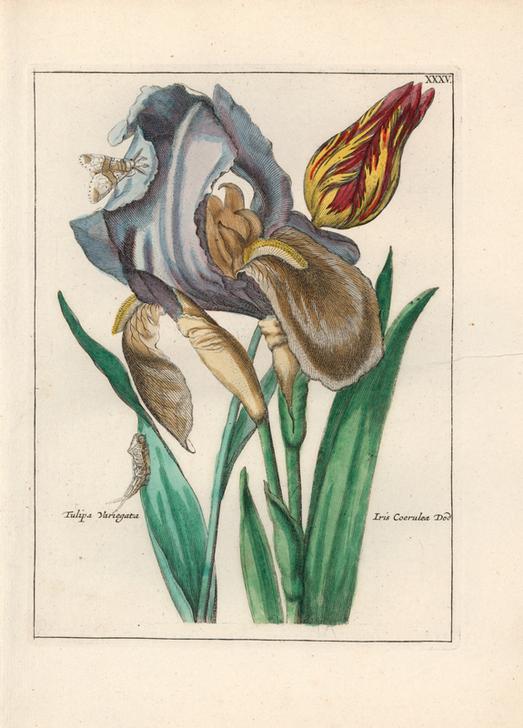 Variegated tulip, Tulipa variegata von 
