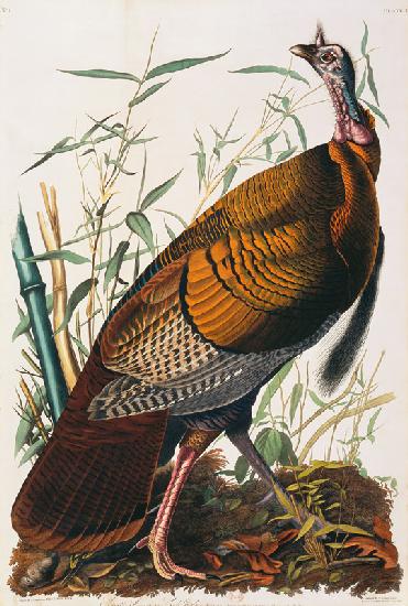 Wild Turkey, Male (Meleagris Gallopavo) From ''The Birds Of America'' By John James Audubon