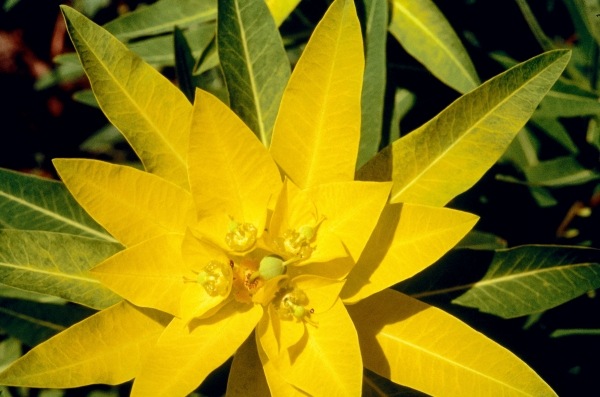 Wallich''s Spurge (Euphorbia wallichii) (photo)  von 