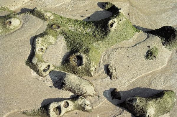 Weird rocks with holes partly covered with algae, Porbandar (photo)  von 